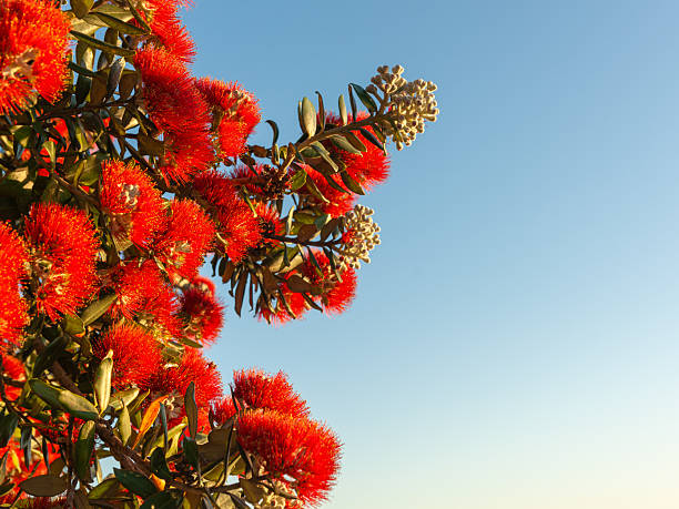 istock Bright red flower with yellow anthers 2212310515