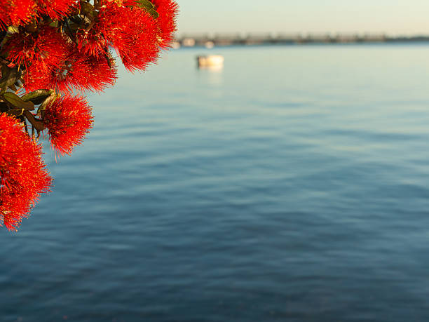 istock Bright red flower with yellow anthers in foreground focus against blue harbour background 2212310549