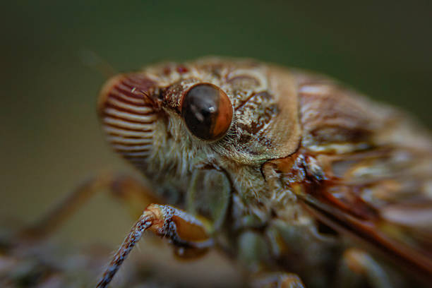 istock This is the eyes of the bug 2212310730