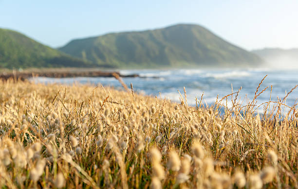 istock Beach vegetation selective focus grasses with blurry landscape background 2212312406