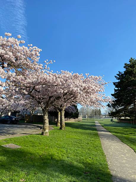 istock Walkway to the park and blooming cherry trees 2212316789