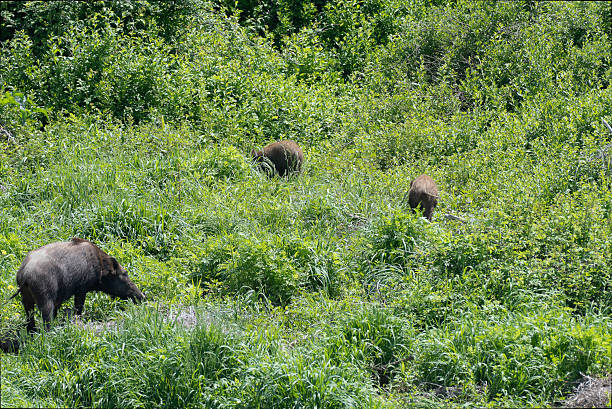istock Japanese Boar walking with two children 2212316805
