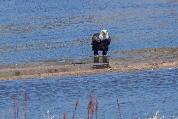 istock Bald Eagle soaks her feet and gets a drink of cool water 2212316882
