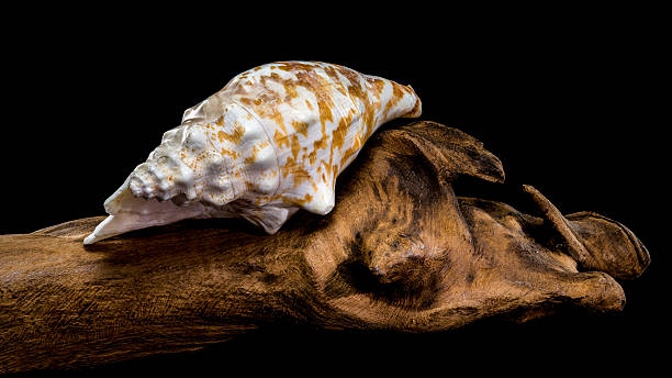istock Pink Conch Shell on Driftwood, Coastal Art Still Life 2212317126