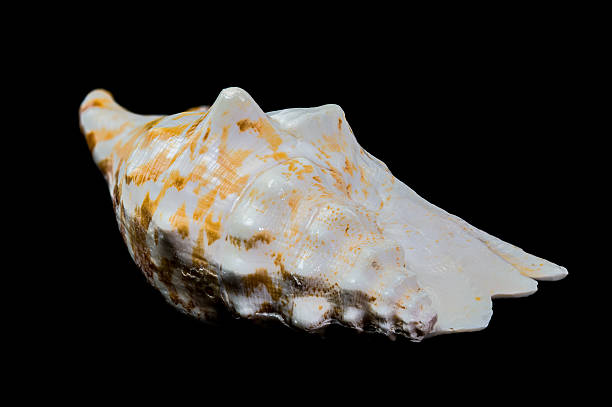 istock Giant Pink Conch Shell Isolated on Black, Tropical Coastal Beauty 2212317166