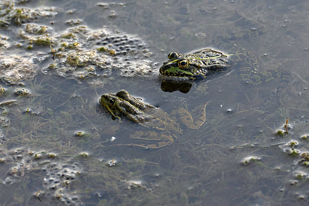 istock Two lake frogs (Pelophylax ridibundus) sit in the water in spring 2212317340