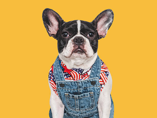 istock Cute puppy and denim overalls. Studio shot 2212317933