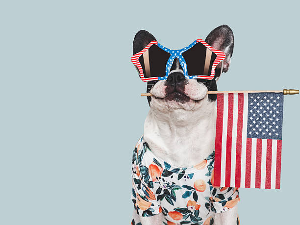 istock Charming puppy, sunglasses and American Flag. Studio shot 2212318013