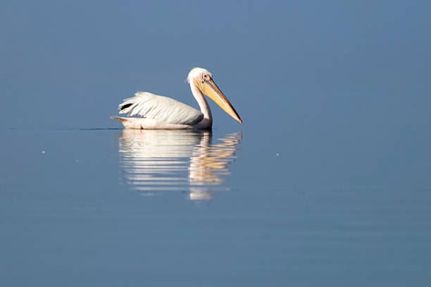 African wild birds. A lone white pelican on a blue lagoon on a sunny day