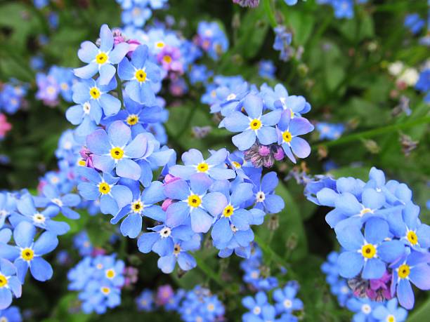 istock Beautiful Bright Closeup Light Blue Forget-Me-Not Flowers 2212320740