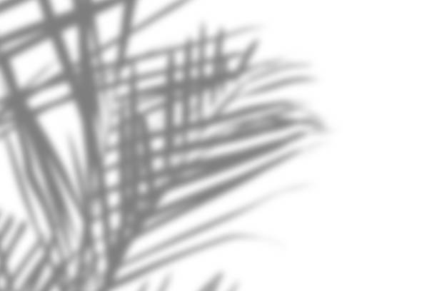 istock Abstract palm leaf shadows in grayscale, highlighting the natural textures and forms of the leaves. 2212321367