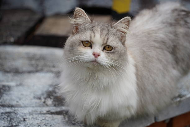 istock Close up photo of cat's face 2212322467