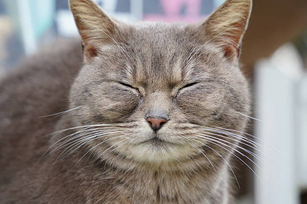 Close up of sleeping cat's face