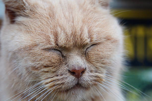 istock Close up of sleeping cat's face 2212322596