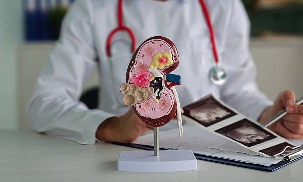 istock Medical professional examines kidney model while reviewing patient scans 2212322971
