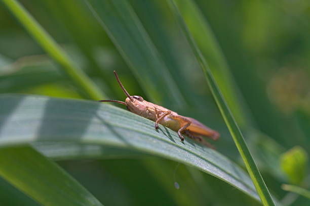 istock close up of a grasshopper on a leaf (vers. 3) 2212324199