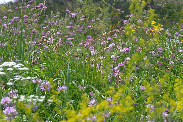 istock wild meadow in the sunshine 2212324214