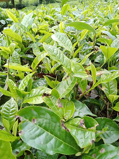 istock tea shoots ready to harvest 2212327391