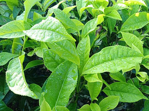 istock tea shoots ready to harvest 2212327411