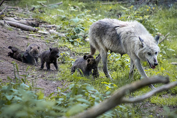 Rough play of wolf cubs. From the earliest days, the cubs establish a hierarchy. Conflicts are not uncommon in a pack of wolves.