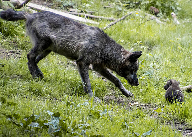 istock Wolf approaches a small pup in a lush forest during the day 2212328141