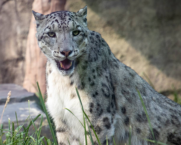istock Snow leopard in a natural habitat during daylight, displaying unique markings and an alert expression among grass and rocks 2212328176