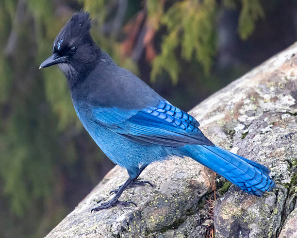 istock Vibrant blue Stellar's jay perched on a rocky surface in a serene forest setting during the early morning light 2212328186