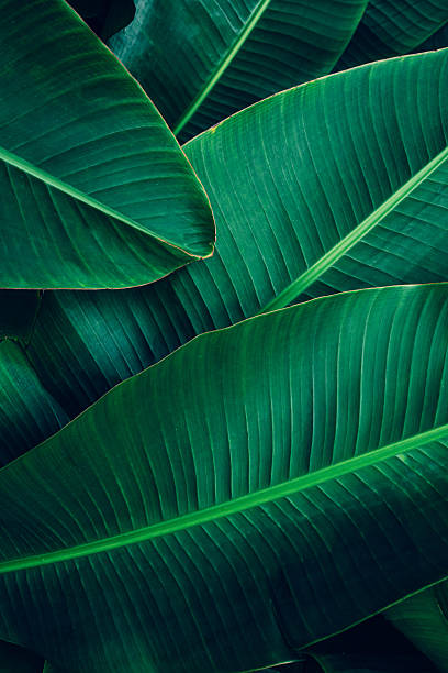 istock abstract green texture, nature background. 2212328380