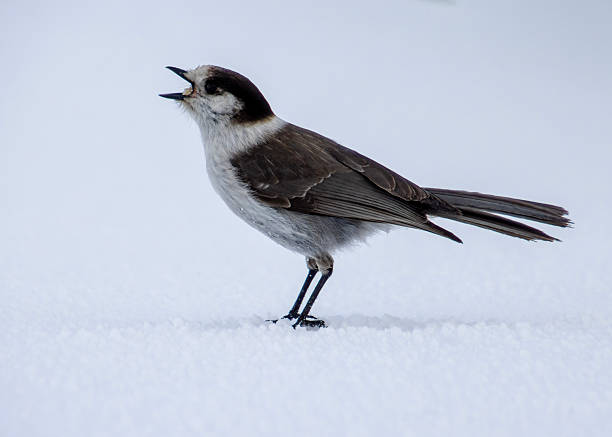 istock Bird singing on snow-covered ground in a winter landscape during daylight hours 2212328437
