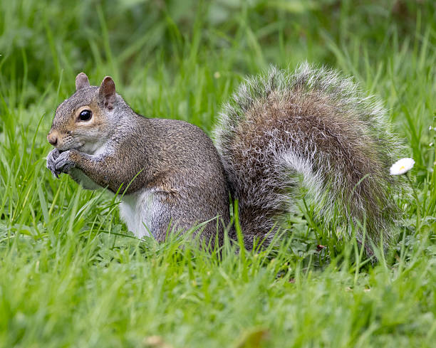 istock Squirrel munching on food in a lush green park during a sunny day in springtime 2212329683