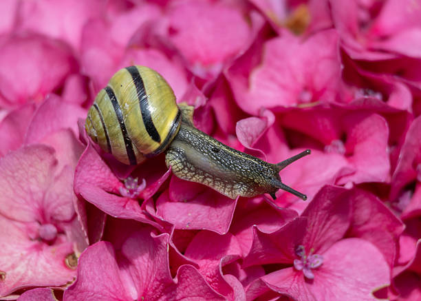 A small snail with a striped shell moves gracefully across pink hydrangea petals, capturing the essence of spring in a lively garden. Sunlight illuminates the scene, enhancing the colors.