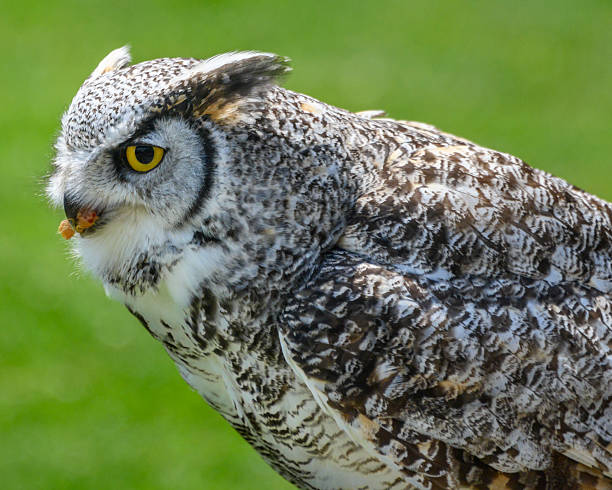 istock Great horned owl perched quietly in a lush green environment during daylight hours showcasing its striking features 2212330215