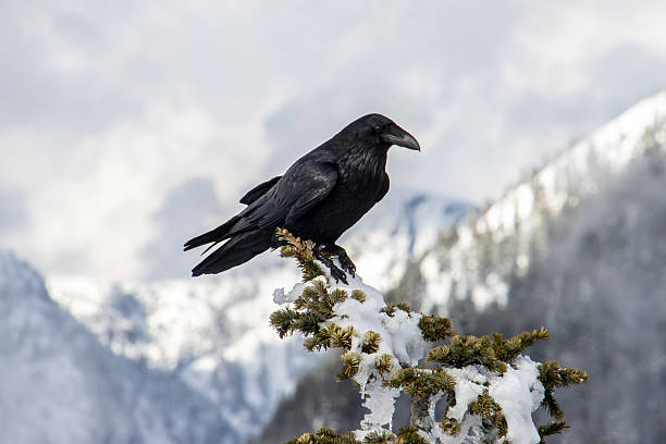 istock Raven perched on a snowy branch with mountains in the background during winter 2212330365