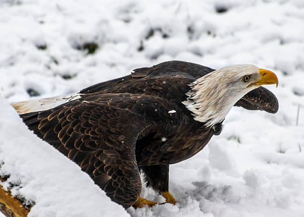 istock Majestic bald eagle navigating through a snowy landscape searching for food during winter 2212330377