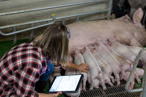 istock Caucasian Female Farmer Using Tablet to Tend Piglets at Modern Farm 2212330716