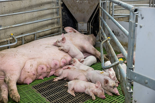 A mother pig is lying down with her piglets in a modern farm environment. The piglets are nursing and resting on a green slatted floor within a metal pen, showcasing a clean and organized farming setup.