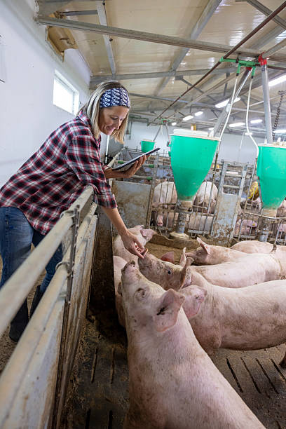 istock Caucasian Female Farmer Using Tablet in Modern Pig Farm 2212330743