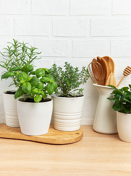 istock Fresh herbs growing in pots on kitchen countertop 2212330945