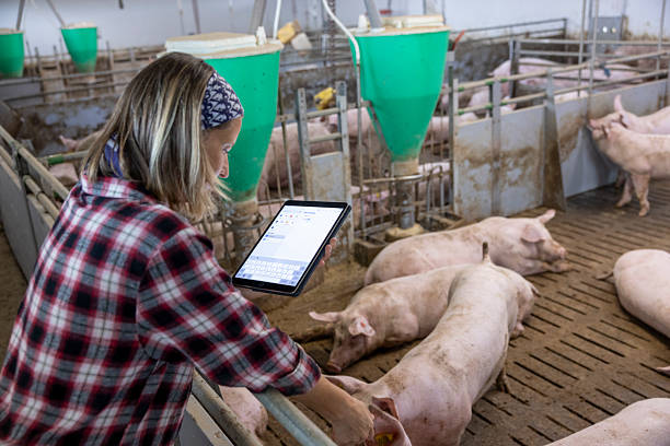 istock Female Farmer Managing Livestock Operations With Tablet Technology 2212331085