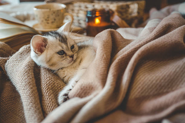 istock Adorable kitten relaxing on soft knit blankets, surrounded by cozy details like a candle, cup of tea, and an open book, creating a peaceful autumn or winter mood 2212331204