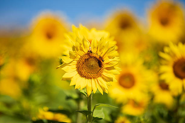 Single vibrant sunflower standing tall in a sunny field