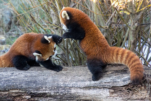 Two red pandas engage in playful behavior on a log surrounded by vegetation. The scene captures their friendly interaction in a tranquil outdoor setting.