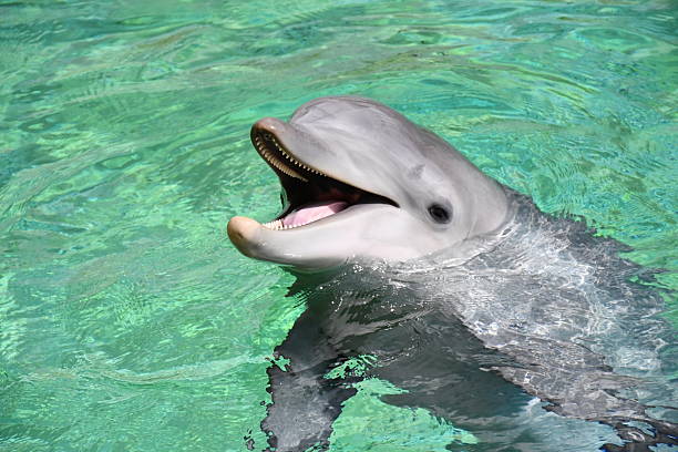 Bottlenose dolphin (turnips truncates) underwater in a pool, looking directly to the camera