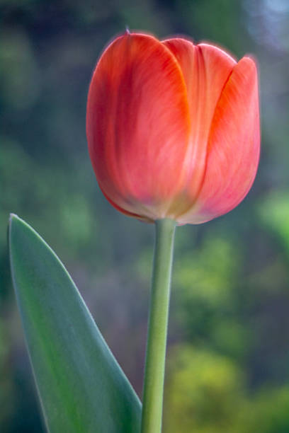 istock Spring flowers in macro photos. 2212335473