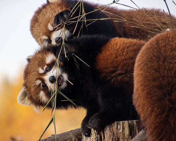 istock Young red panda cubs playfully interacting while munching on bamboo in a wildlife sanctuary during autumn 2212335652