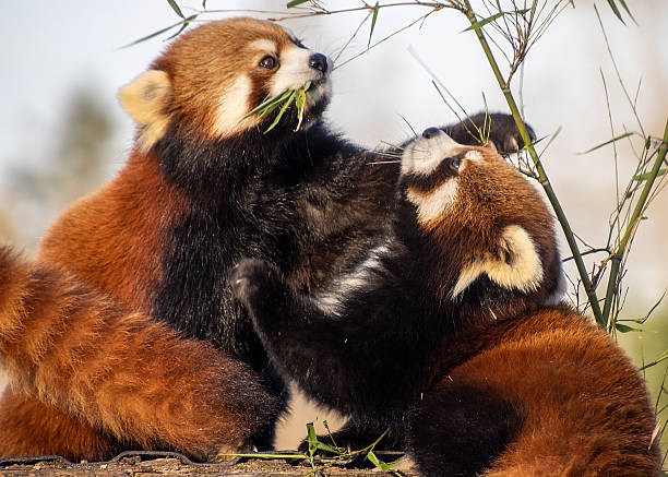 istock Red panda cubs playfully interact in a natural habitat during a sunny afternoon 2212335889