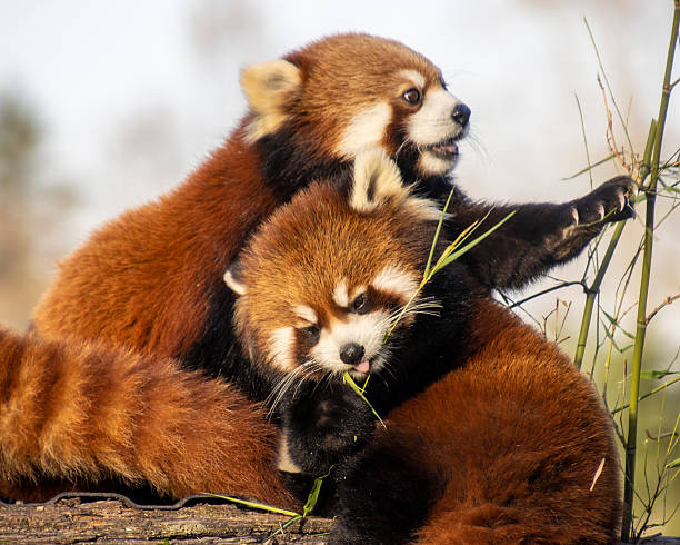Two red pandas engage in playful interaction while resting on a log. One nibbles on bamboo, showcasing their playful and curious nature in a vibrant habitat.
