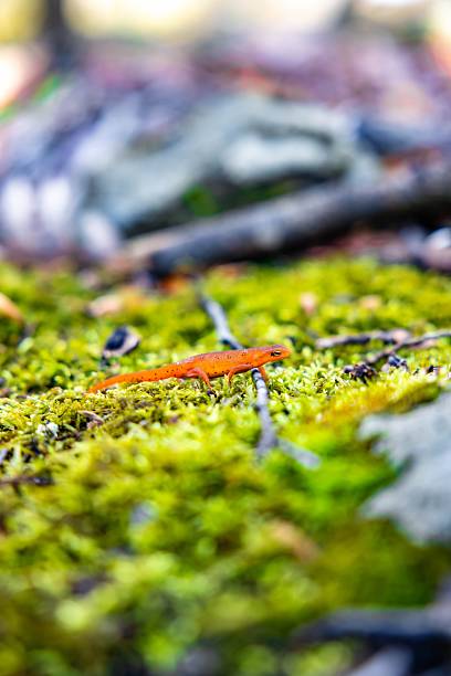 A vibrant orange newt on a lush green moss in a forest setting, showcasing nature's vivid colors and detail.
