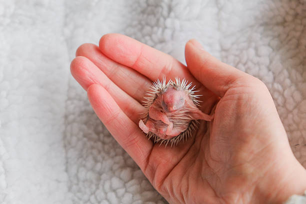 Baby Hedgehog in Human Hand on soft white blanket background.Prickly cute pet