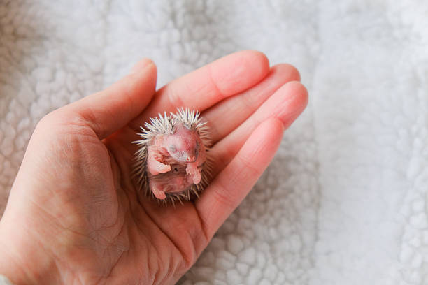 Baby hedgehog in hand close up on soft white blanket background